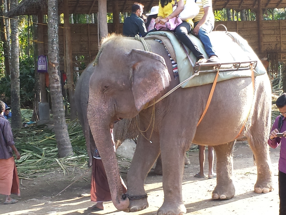 Thekkady_elephants_riding